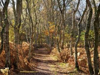 Desktop Wallpaper Picture Of A Path Lined With Silver Birch Trees In