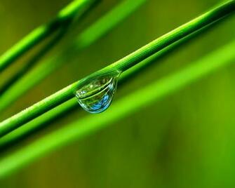 Dew Wallpaper Leafy Myspace Background