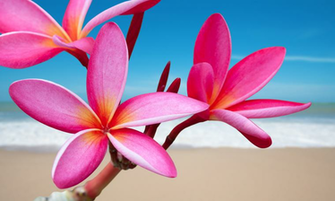 The Plumeria Plan Shadeflower Designs