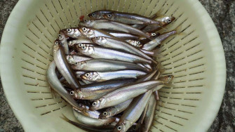 Fresh Smelt Fish In Drainer Basket Cl0i12ou1xbobx6h Wallpaper