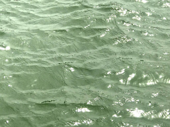 Sage Green Wallpaper