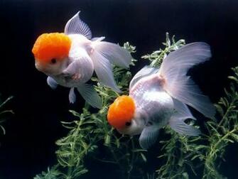 Goldfish Wallpaper Desktop Amazing