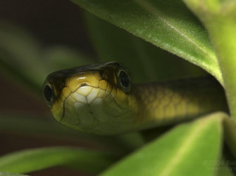 Pictures Snakes Animals