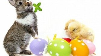 Cute Easter Bunny HD Wallpaper Wallpaperfx