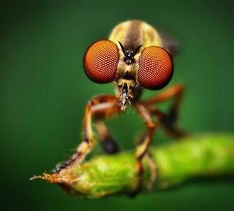 Macro Photography Of Water Insects Image Size