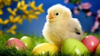 Easter Wallpaper For Computer Chick Jpg