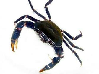 Blue Crab Wallpaper
