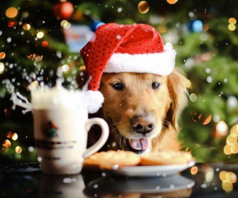 Top Holiday Pet Events In Kw Dog Gone Walking Cat Care