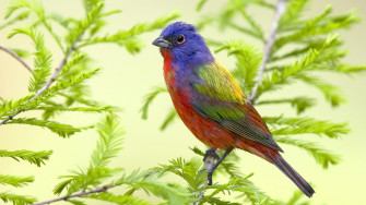 Stunning Bird Wallpaper