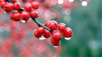 Red Berries Wallpaper
