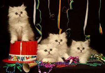 Funny Animals New Year And Cute