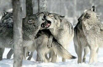Wolfpack Wallpaper