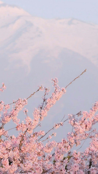 Japanese Pink Wallpaper