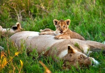 Lion Cub Wallpaper