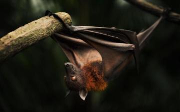 Bat Wallpaper 4k HD Background On Wallpaperbat