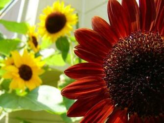 Wallpaper Red Sunflower HD Background Desktop
