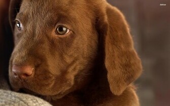 Chocolate Labrador Puppy Wallpaper Animal