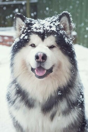 Alaskan Malamute Wallpaper Aplicativos E An Lises Android