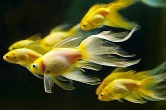 Underwater Fish Fishes Goldfish Gold Wallpaper