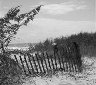 Myrtle Beach Dunes Black N White In The Album Nature Wallpaper