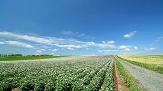 Wallpaper Field Plantation Agriculture Full