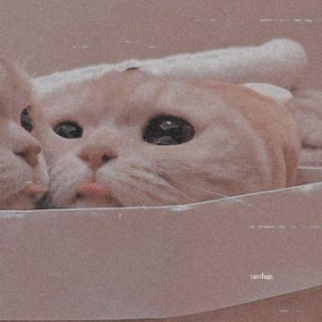 Uite On C Baby Cats Cat Profile Cute