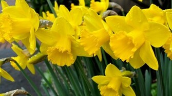 Daffodils Flowers HD Wallpaper