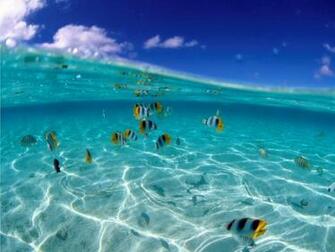 Ocean Animals Wallpaper