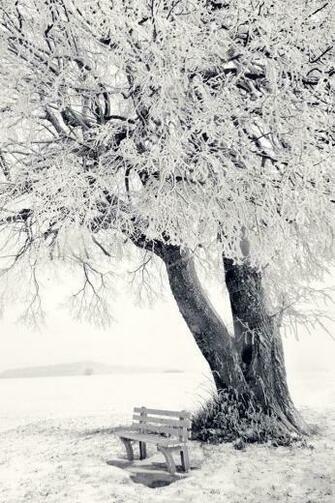 Tree In Winter Scenery iPhone Wallpaper HD