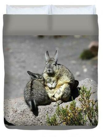 Viscacha Love Duvet Cover By James Brunker