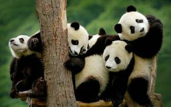 Panda Pandas Baer Bears Baby Cute Wallpaper