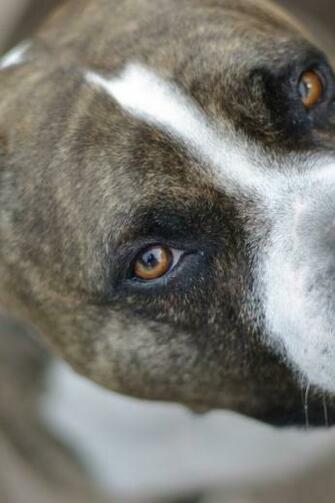Pitbull Smart Look Desktop Wallpaper