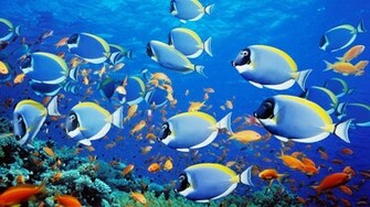 Fish Aquarium Desktop Background
