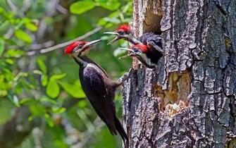 Woodpecker Wallpaper Image Group