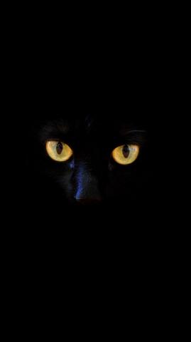 Black Cat Galaxy Wallpaper On