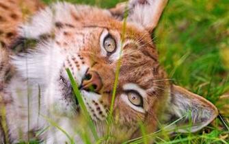 Bobcat Computer Wallpaper Desktop Background Id