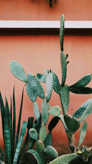 Cactus iPhone Wallpaper