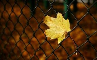 Autumn Screen Wallpaper IBackground Net