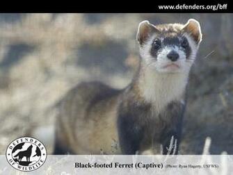 Black Footed Ferret Wallpaper Jpg