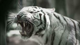 White Tiger HD Wallpaper