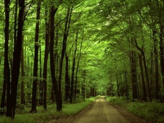 Woods Wallpaper Canada HD Photo Collection