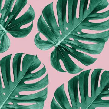 Monstera Green Leaves Wallpaper Wall Decals Graphics Toronto