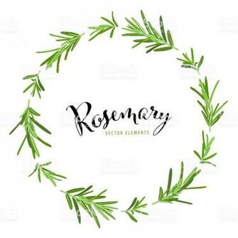 Herb And Spice Frame With Branch Of Green Rosemary Leaves On White