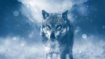 Cute Wolf Wallpaper Chromebook