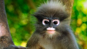 Dusky Leaf Monkey Khao Sam Roi Yot