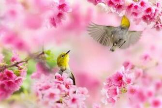 Spring Wallpaper For Pc Picserio