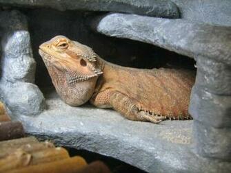 Grumpy Bearded Dragon Cooper By Sgrafen