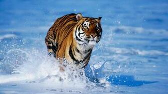 Wild Animal Wallpaper HD