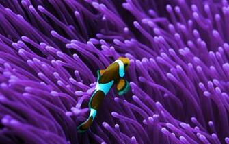 Clown Fish Wallpaper HD