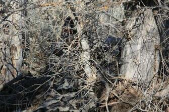 Realtree Camo Wallpaper Net